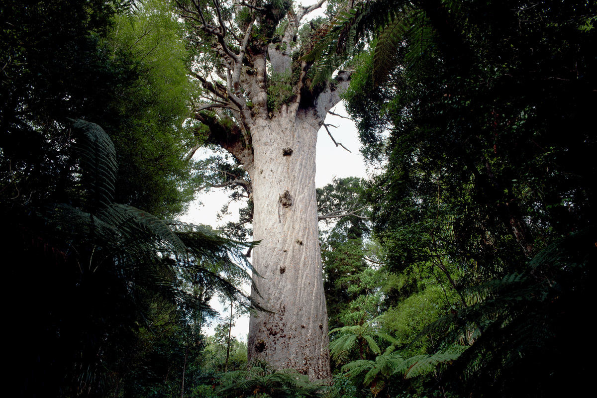 新西兰古老的贝壳杉